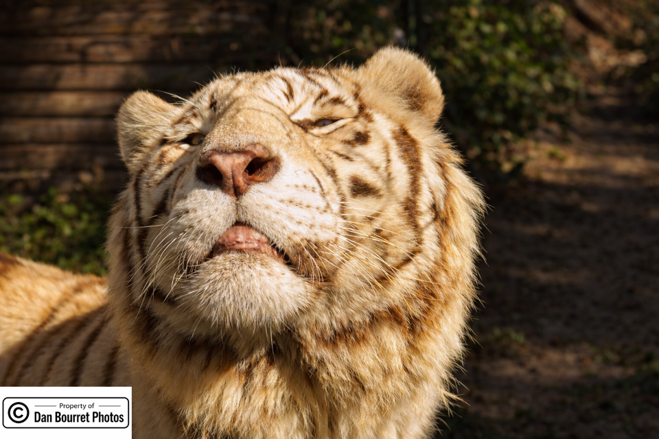 Bengal Tiger